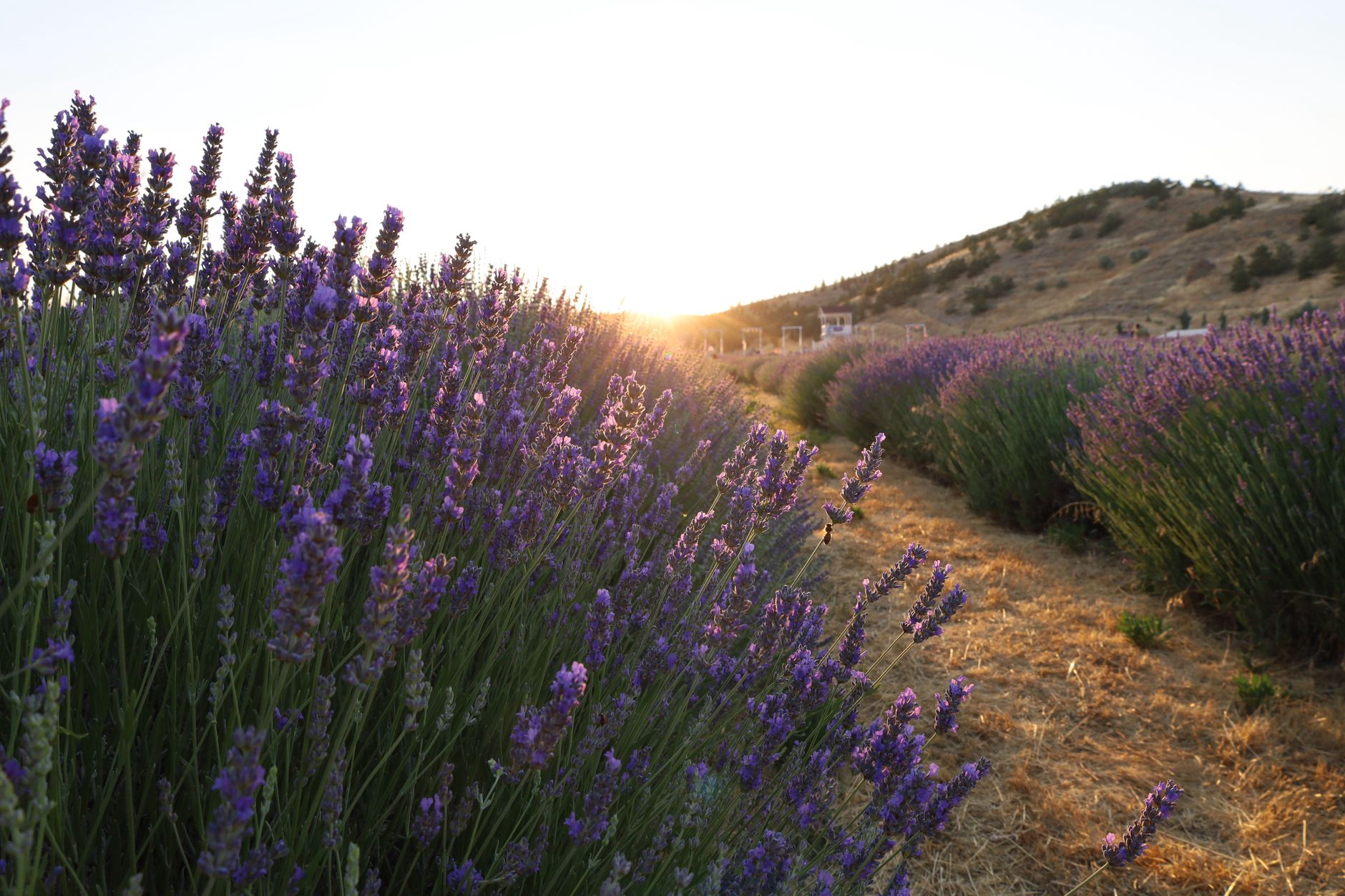 Lavender sourcing